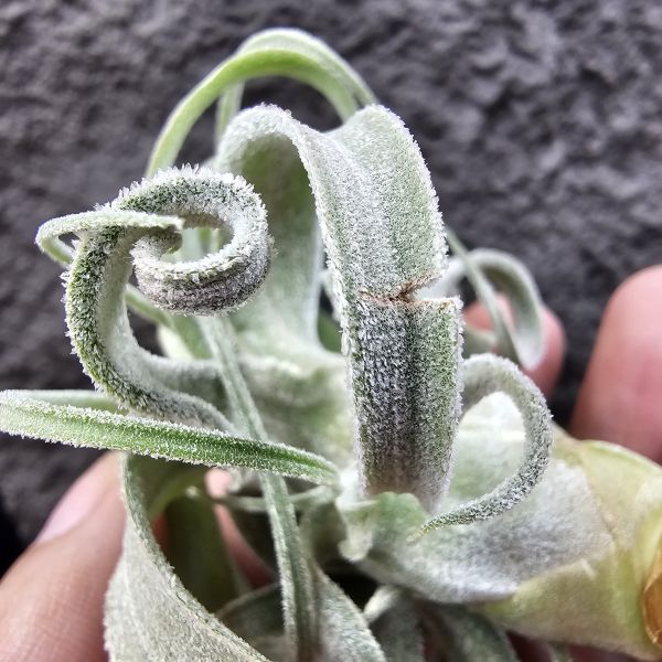 墨西哥電捲(早期毛感很好)這顆有點葉傷特價/Tillandsia streptophylla Mexico 