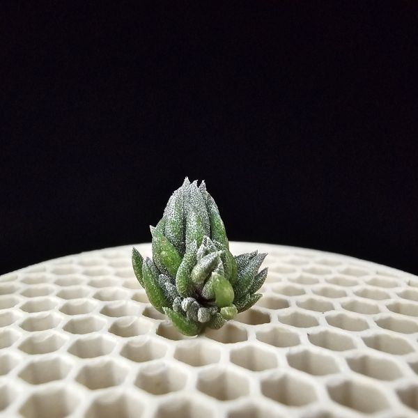 New~初戀(烏拉圭)×銀冰(母株1+6小芽)/Tillandsia arequitae(UY) × chiletensis~隨著植株成長會越來越白毛！ 
