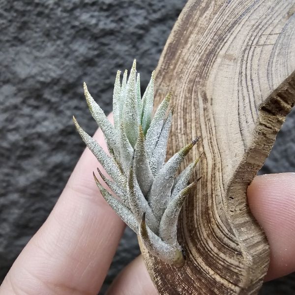 布雷爾(成株尺寸)/Tillandsia brealitoensis(Argentina) 