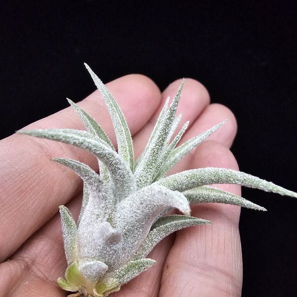 露西×小精靈(泰)/Tillandsia Lucille × ionantha~較少流通的泰國個體，圖四為成株參照。 