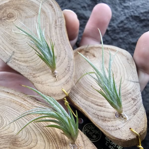 歐洲毛媳婦×電捲燙(不挑株，上板材，香噴噴的紅檜)/Tillandsia xiphioides(Europe) × streptophllya~隨成長有媳婦的長莖感，特別的是葉片表現因電捲基因限水後而變薄下卷，成了毛感包子的型態。圖三四為較大植株參考。 