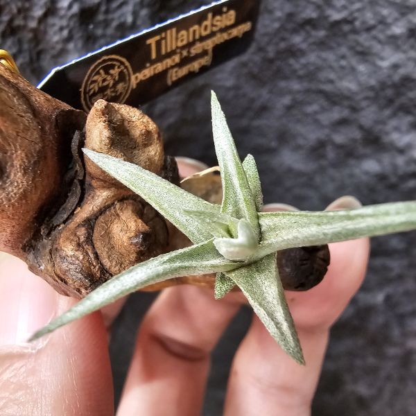 海螺×streptocarpa/Tillandsia peiranoi × streptocarpa(Europe)~來源為歐洲玩家 