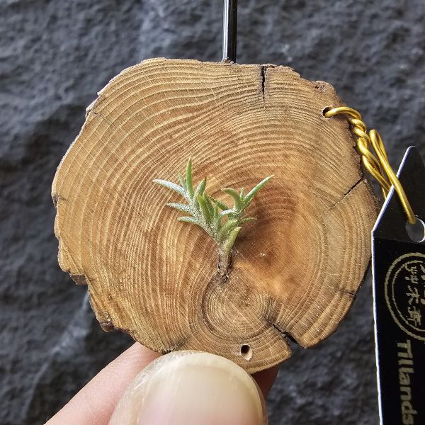 卡畢拉瑞斯-小型/Tillandsia Capillaris lottes 