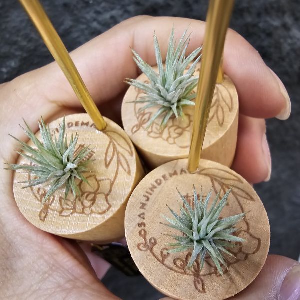 紅花海膽(不挑株)/Tillandsia Argentea 