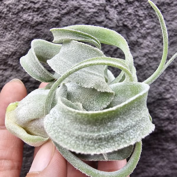 墨西哥電捲(早期毛感很好)/Tillandsia streptophylla Mexico 