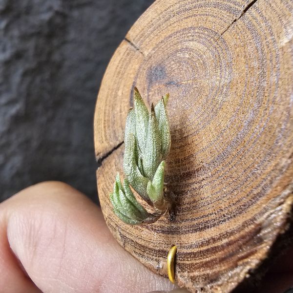 海螺(帶2芽)Tillandsia peiranoi(Argentina) 