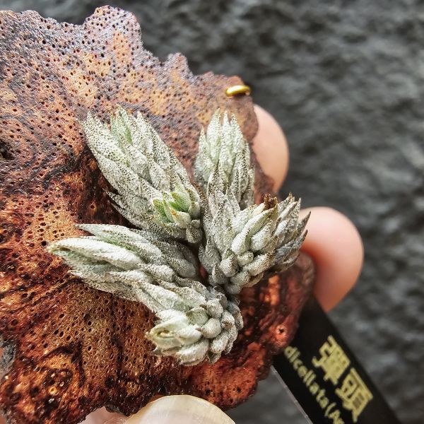 彈頭/Tillandsia pedicellata(Argentina)~商店所販售彈頭品項~皆為嚴格挑選植株、無枯萎品項！ 