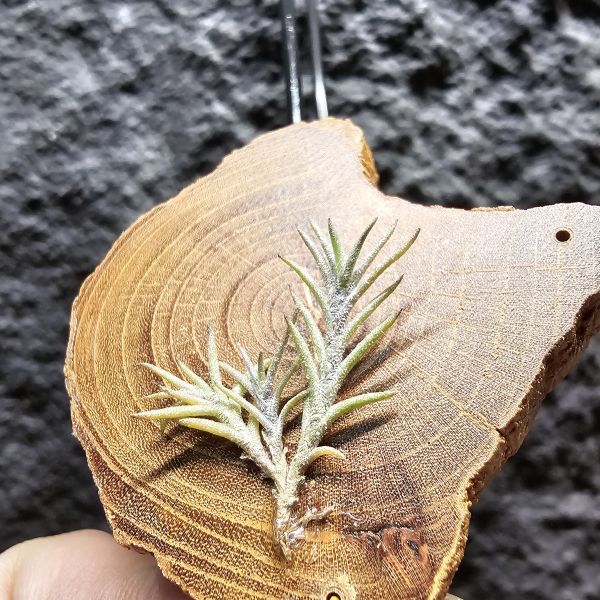 卡畢拉瑞斯-小型/Tillandsia capillaris~一款型態感覺上整齊對生、會生長較長型的卡畢、多叢生可參考圖三 