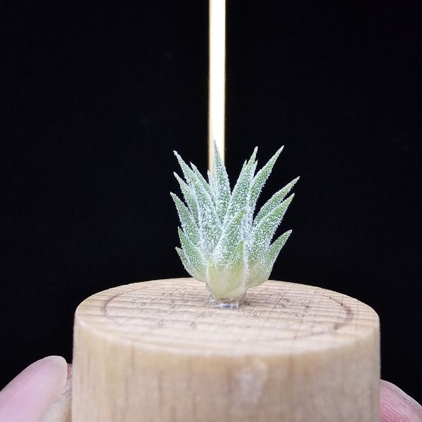 二筒小精靈/Tillandsia Two tone(RFI) 