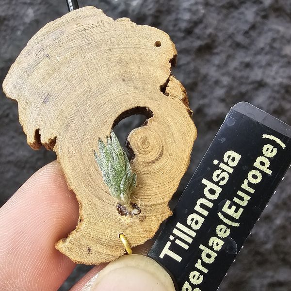 gerdae~玻利維亞小型特有種(紫色瓣狀花)/Tillandsia gerdae 