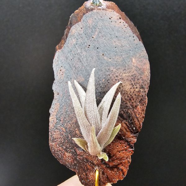 小海螺(尺寸大一些帶2芽)/Tillandsia Peiranoi Red~重油耐用"降真木"板材 