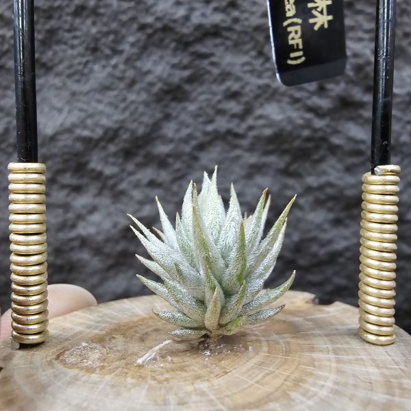蘿莉(雨林)成株/Tillandsia loliacea(RFI) 