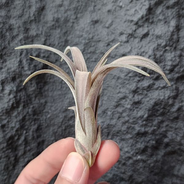 維多利亞×科帕尼西斯-稀少(Europe)~/Tillandsia Victoria × Copanensis 