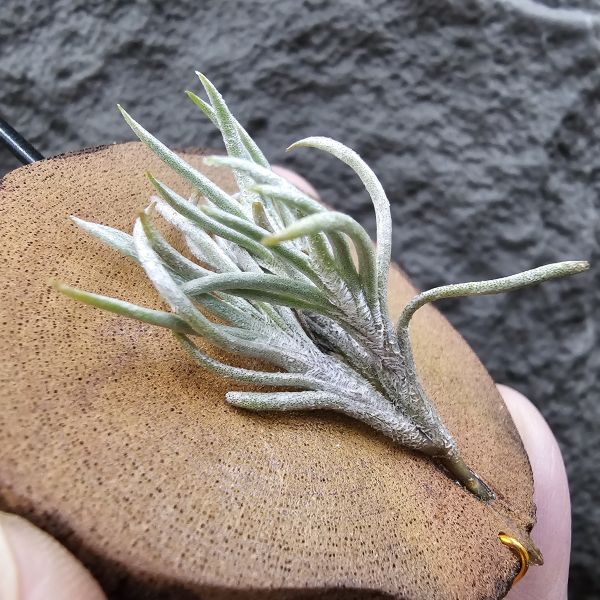 阿根廷卡畢/Tillandsia capillaris(Argentina) 