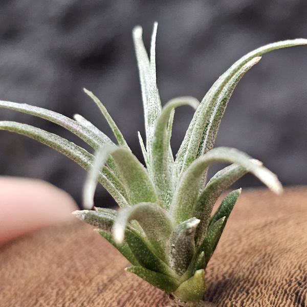 (薄紗×多國)×薄變/Tillandsia (gardneri × stricta) × gardneri var. rupicola(TI) 