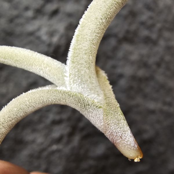 甜不辣/Tillandsia tenebra(Argentina) 