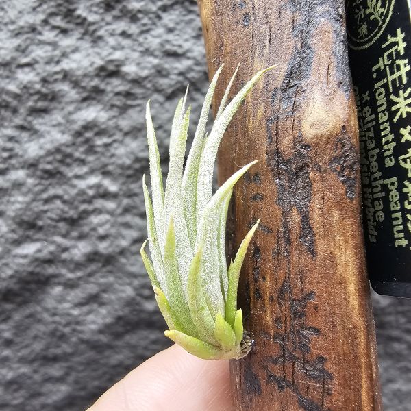 花生米×伊莉莎白(上木材，黃連木)/Tillandsia ionantha peanut × elizabethiae 