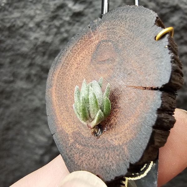 銀冰×雪鵝/Tillandsia chiletensis × SP. 
