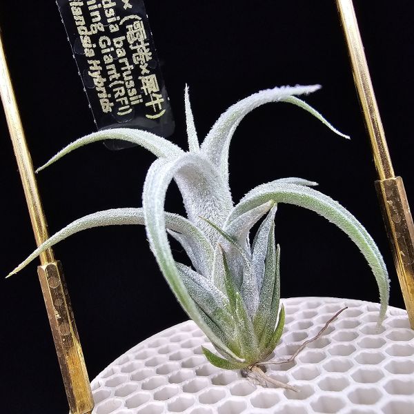 白天鵝×(電捲×犀牛)雨林/Tillandsia barfussii × Blushing Giant(RFI)~圖四較大植株參照！ 