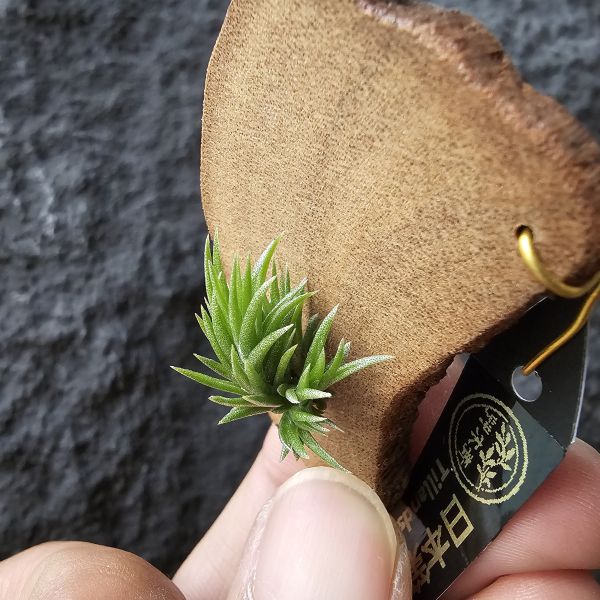 日本第一~小小型、易叢生/Tillandsia Neglecta 