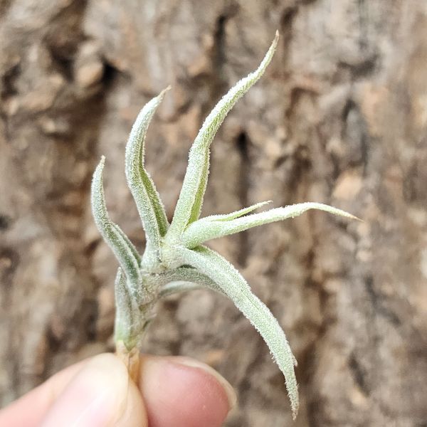 粗糠/Tillandsia Paleacea 