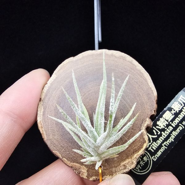 New~小矮人精靈×雞爪(精靈爪?)單株/Tillandsia ionantha Enano(Tropiflora) × glabrior~熱帶'小矮人精靈'與銀葉質感的'雞爪'交種，有點奇葩XD~叢生滿美、毛毛的~ 
