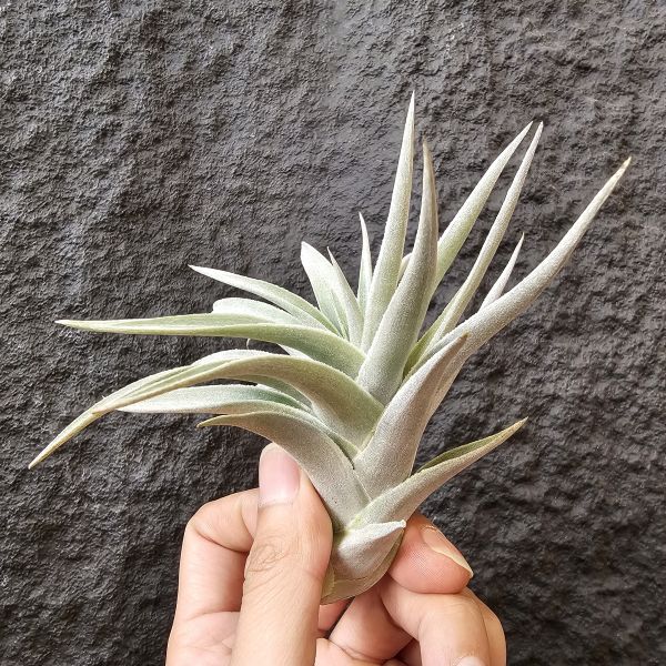 綠兔(歐洲)-正側芽、大芽/Tillandsia Edithae Green(Europe) 