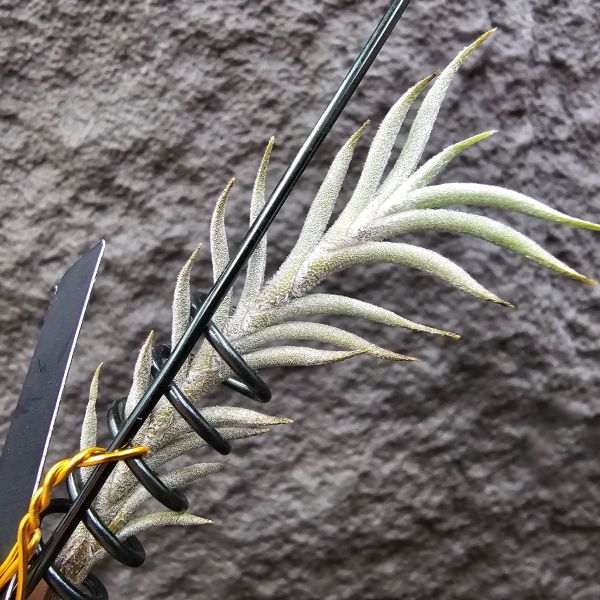 Tillandsia capillaris(Europe) 