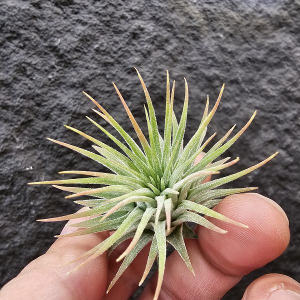 龍精靈(雨林)/Tillandsia ionantha Ron(RFI)~後期雨林進口植株，葉序有較密集、型態不太會下包！ 