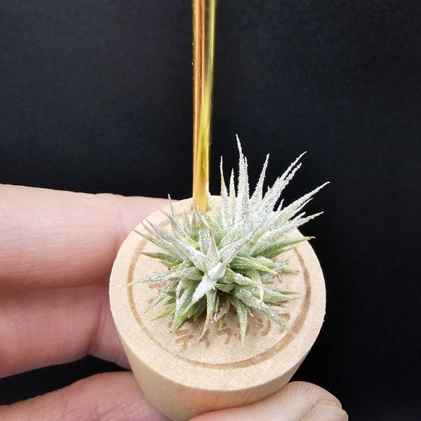 米妮綴化小精靈/Tillandsia ionantha mini mouse 