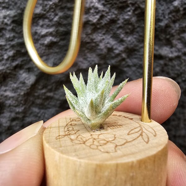 長莖Minor/Tillandsia ionantha van minor form 