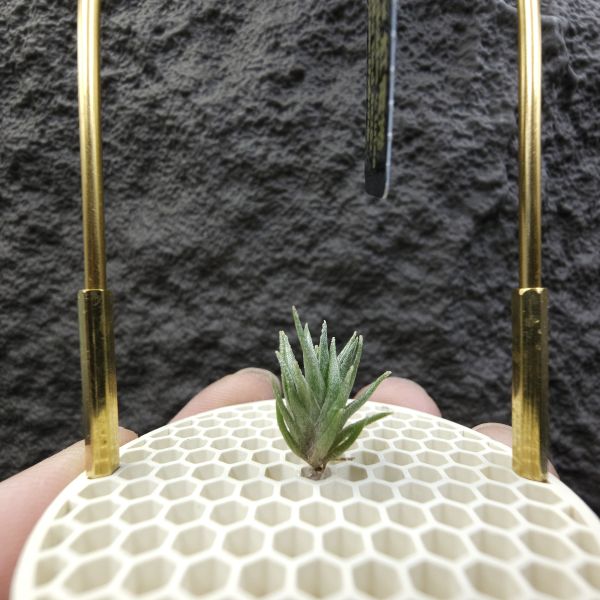 黃花媳婦×紅電捲/Tillandsia xiphioides v. lutea × streptophylla Red#8262 