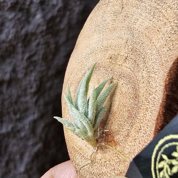 樹猴-實生苗小小的上木可愛一下，長大在請下木吧~/Tillandsia duratii seedling 