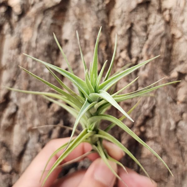 紫羅蘭/Tillandsia Aeranthos 