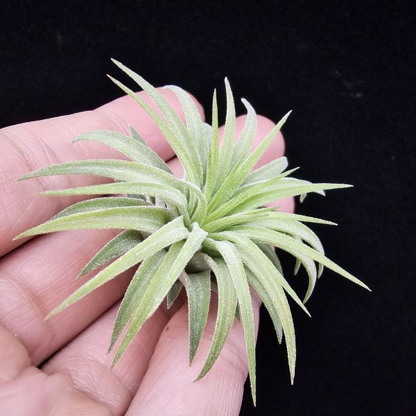 刺蝟小精靈(肥芽)/Tillandsia ionantha 'Hedgehog' 