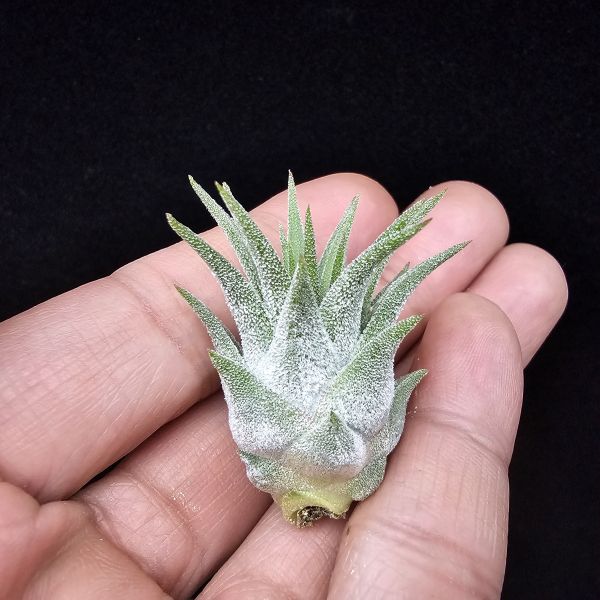New~小精靈V.多國花(雨林) × 長莖/Tillandsia ionantha v. stricta(RFI) × ionantha v. van-hyningii~有葫身、厚實質感毛，圖四為成株參照。 