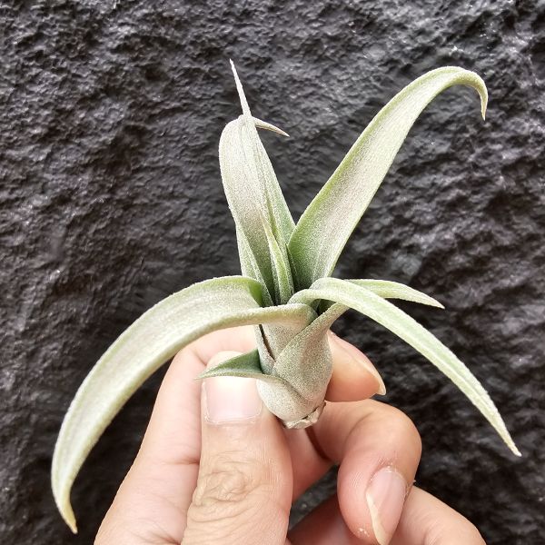 藝術燭台(小芽特價)/Tillandsia Art candlestick 