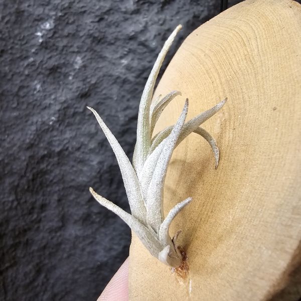 Tillandsia friesii(Argentina)阿根廷長莖型原生種、開桃粉色辦狀花、帶金屬質感、顯紅色 