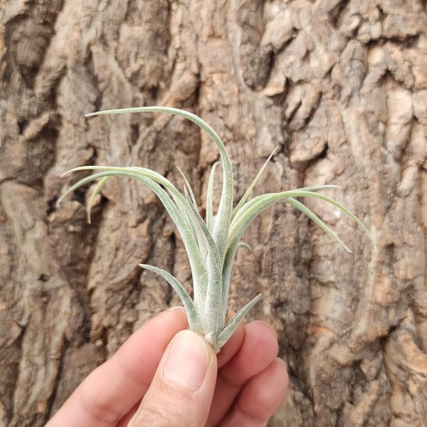 小精靈-巨型×香檳/Tillandsia Ionantha Giant × chiapensis 