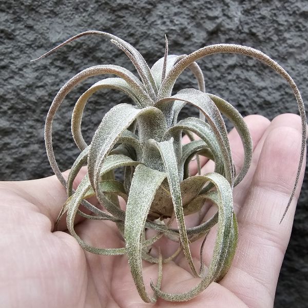 (滷肉×電捲)×BC/Tillandsia (novakii × streptophylla) × Bea Correale 