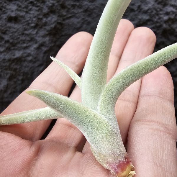拉美拉/Tillandsia ramellae 