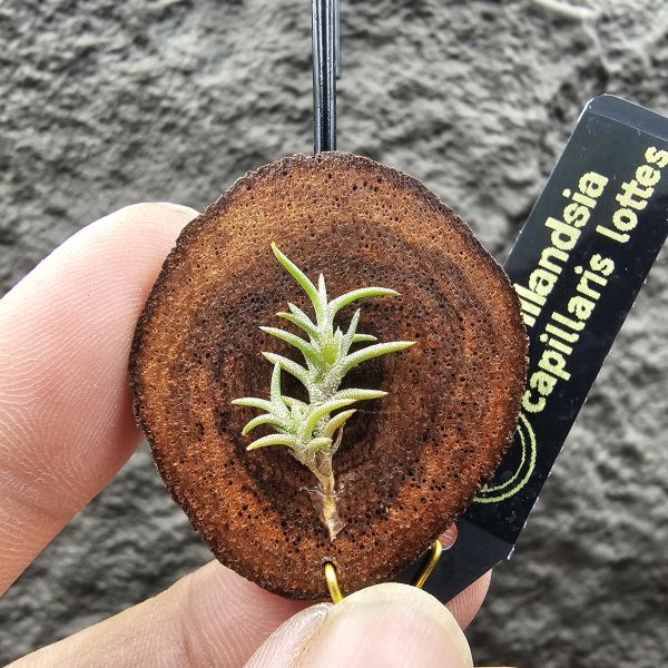 Tillandsia capillaris lottes 