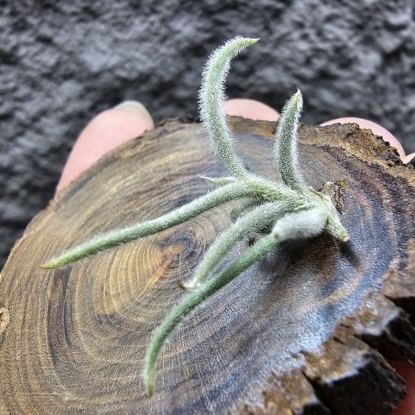 克洛卡塔(小型)/Tillandsia crocata 