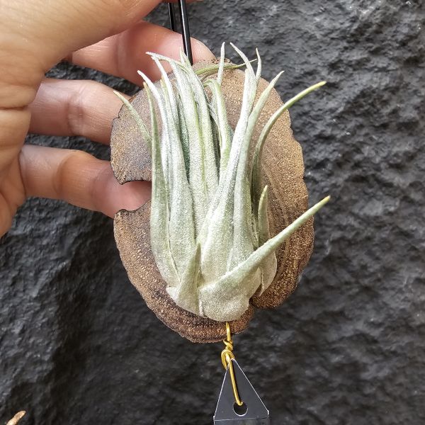 K燒(大尺寸)/Tillandsia kautskyi 