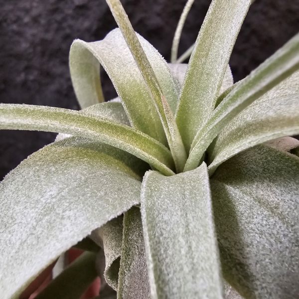 香檳×電捲-早期(尺寸不小)/Tillandsia chiapensis × streptophylla~相當銀白毛的質感 