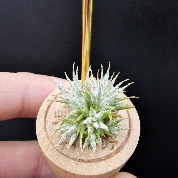 米妮綴化小精靈/Tillandsia ionantha mini mouse 
