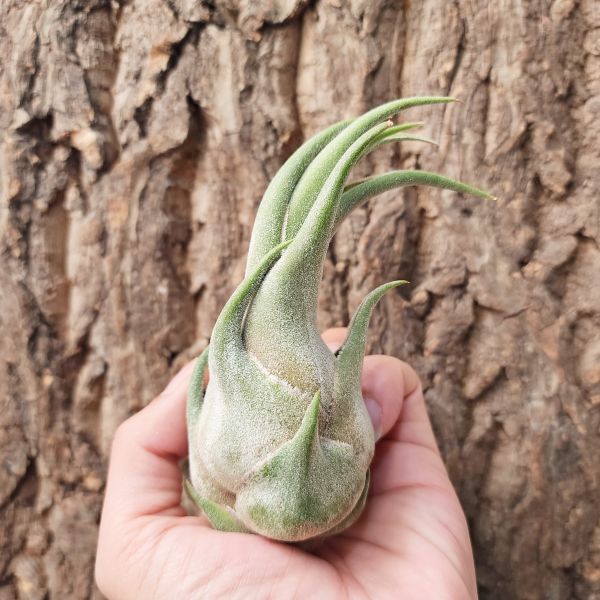 犀牛角-大/Tillandsia Seleriana 