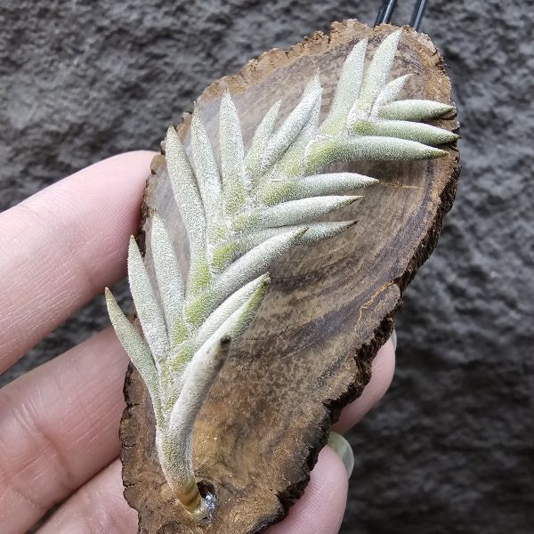 Tillandsia capillaris(Europe)~歐洲卡畢、植株不小未見過開花的型態。 