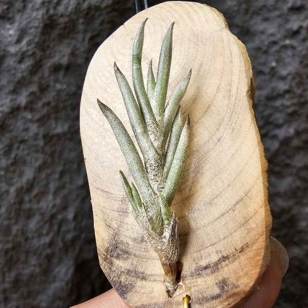 歐洲卡畢/Tillandsia capillaris(Europe) 
