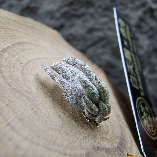 白天鵝×赤兔(新品)/Tillandsia barfussii × edithae~From JoLi 